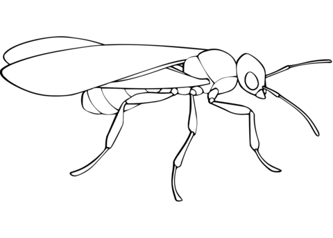 Male Ant Coloring Page